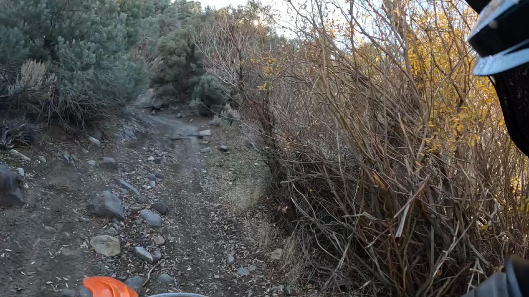 Narrow trail through brush